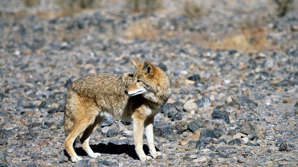 Coyote in California