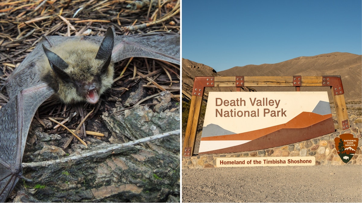 Long-eared Myotis bat next to Death Valley National Park sign.