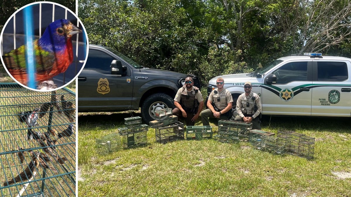 Florida Fish and Wildlife Conservation Commission officers find bird traps.
