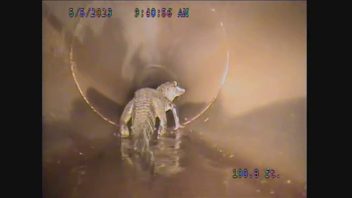 alligator roaming in pipe