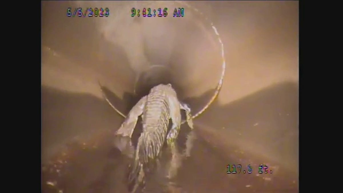 alligator walking away in pipe