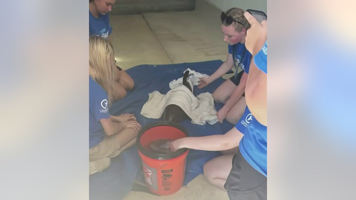 aquarium staff helping dolphin