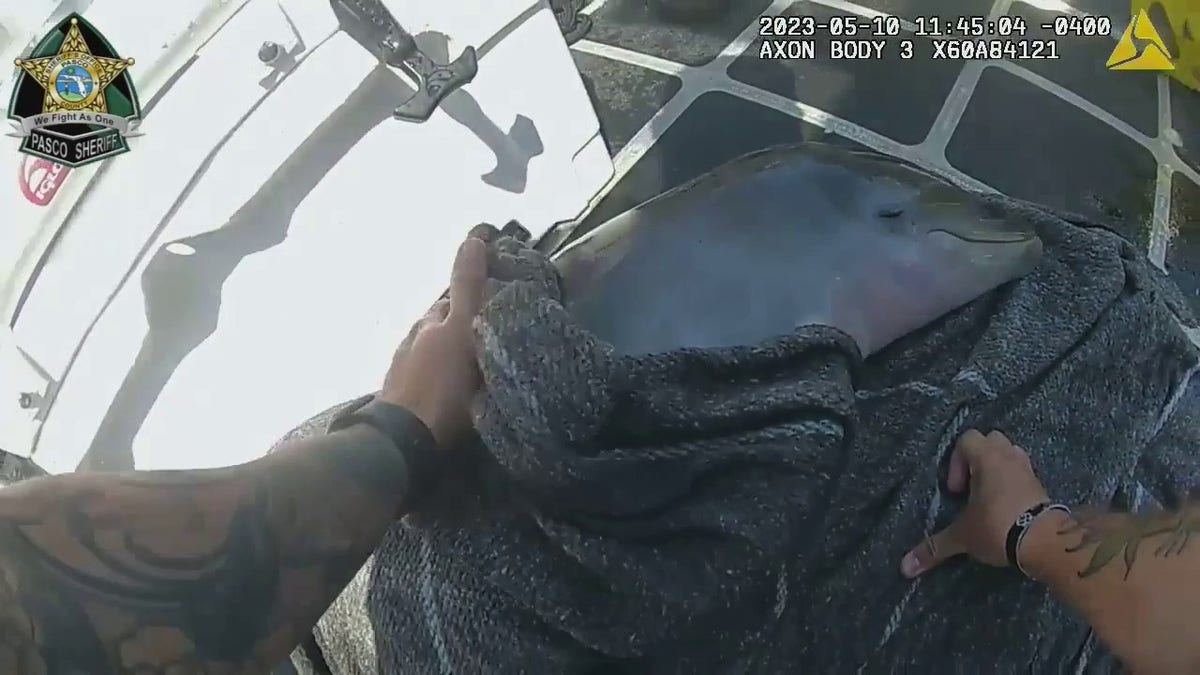 deputy wrapping dolphin calf in blanket