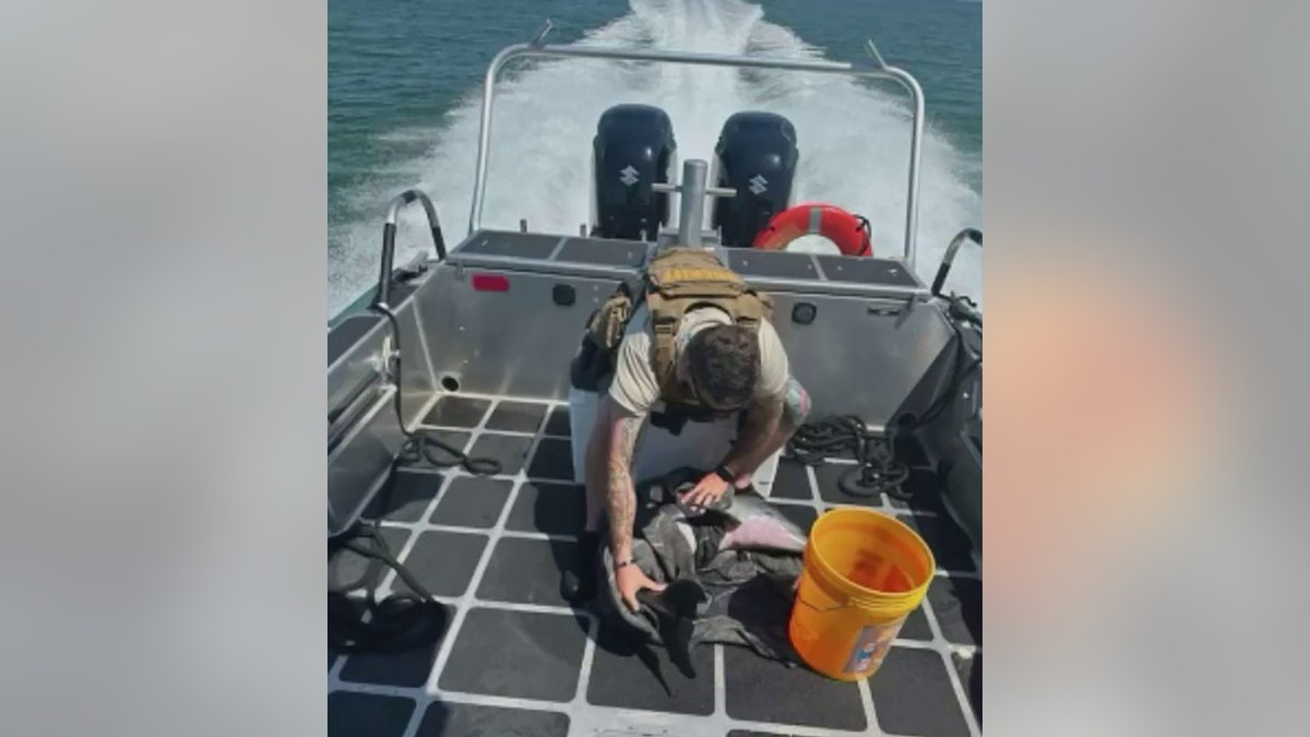 deputy holding dolphin calf on boat