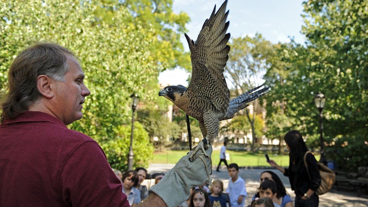 Peregrine falcon, Central Park