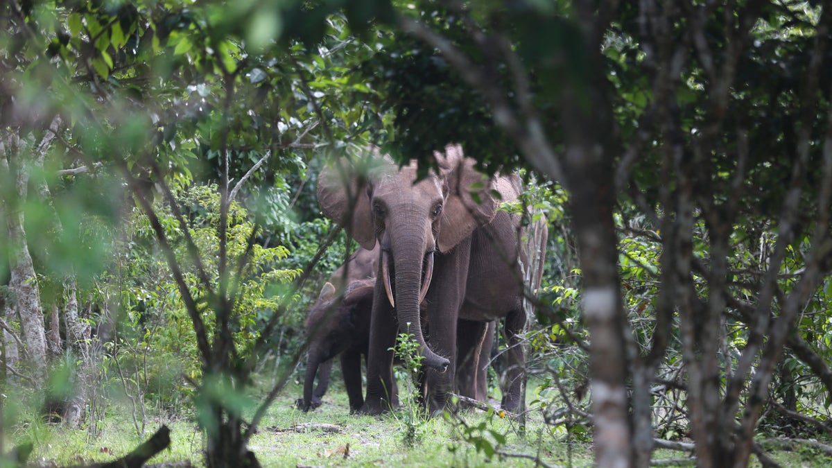 Africa AI conservation