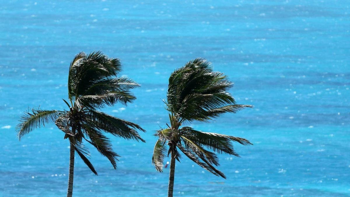 Palm trees on Bermuda seen from air