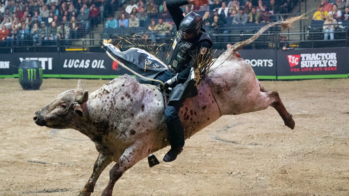 bull riding