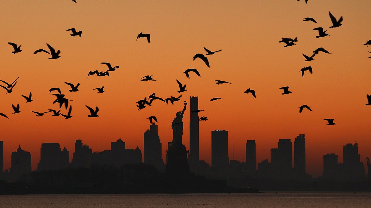 Birds over NYC skyline