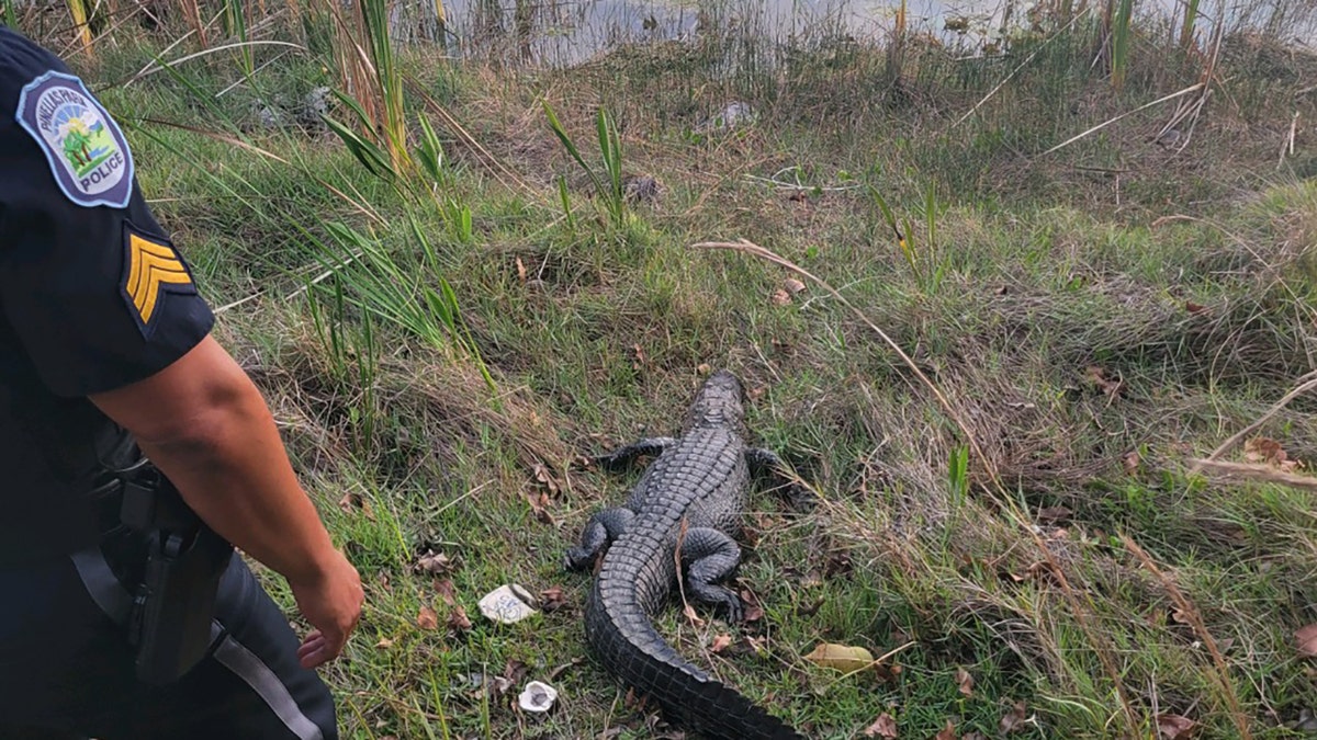 Alligator being released into water