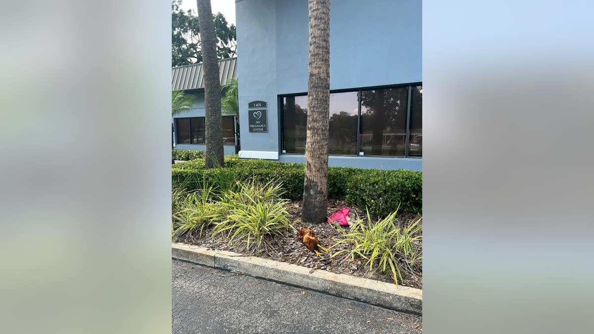JMJ Pregnancy Center in Orlando was hit by a vandal attack on Wednesday afternoon between 3:30 and 5 p.m., leaving a wake of mutilated animal bodies in front of the clinic. (Photos courtesy of Bob Perron.)