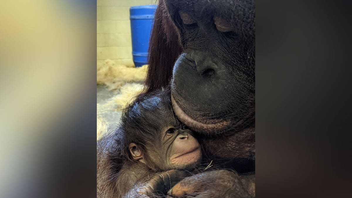 Kansas City Zoo baby Bornean orangutan