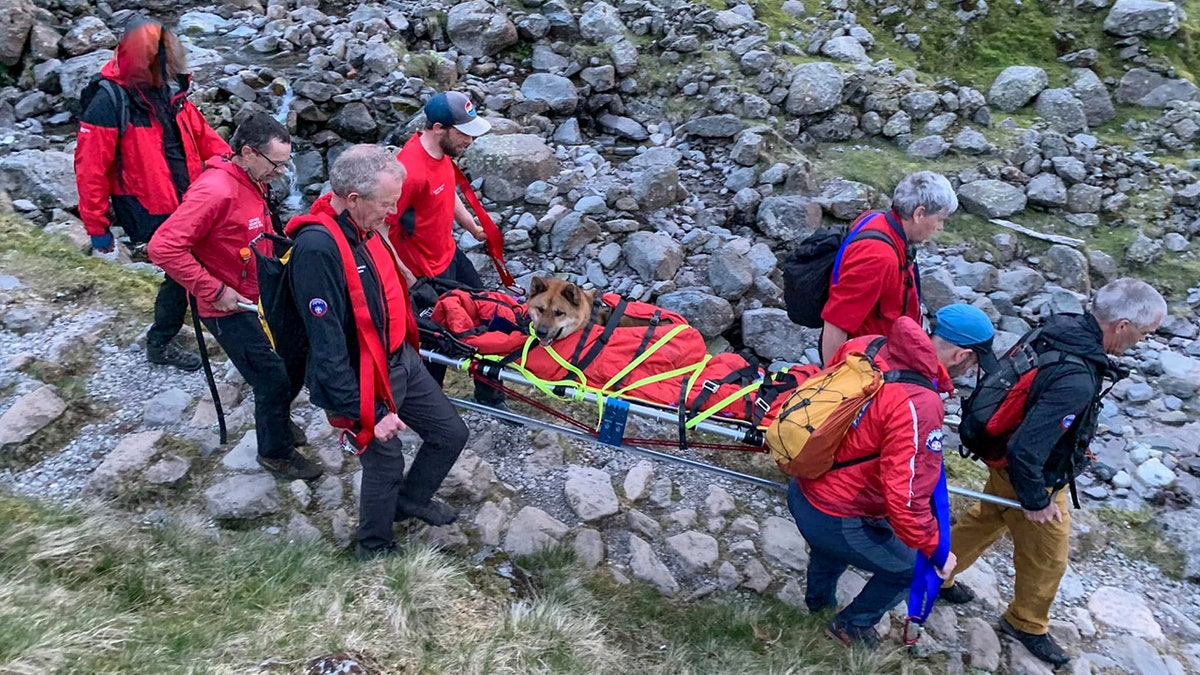 rescuers carrying dog down mountain path