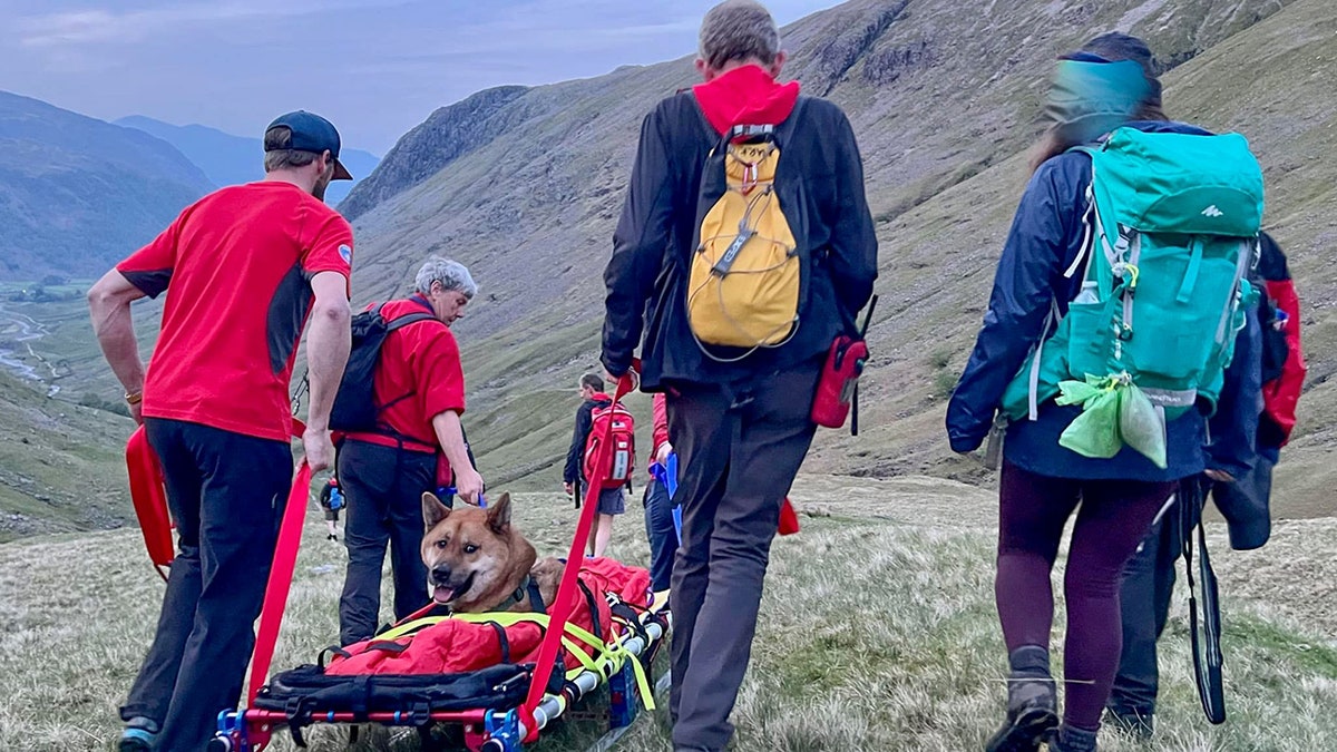 rescuers pulling dog on sled