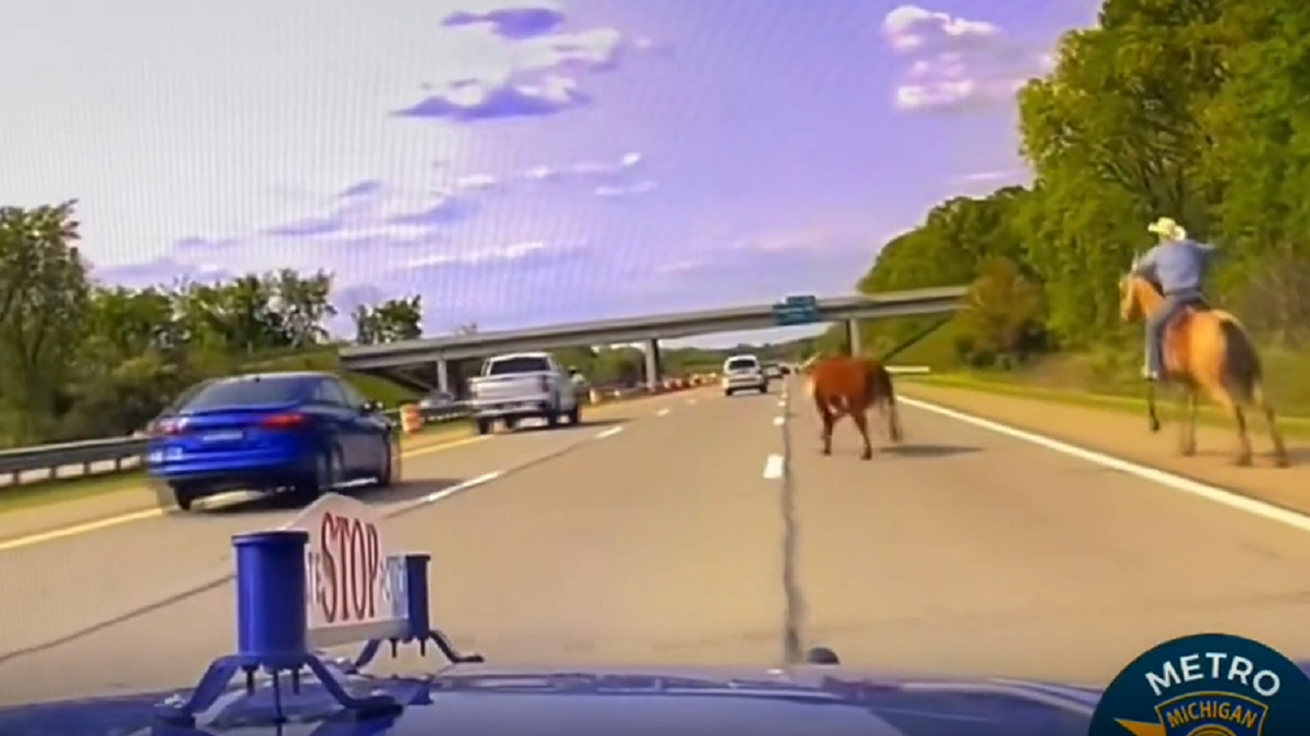 Cow escapes and runs along I-75