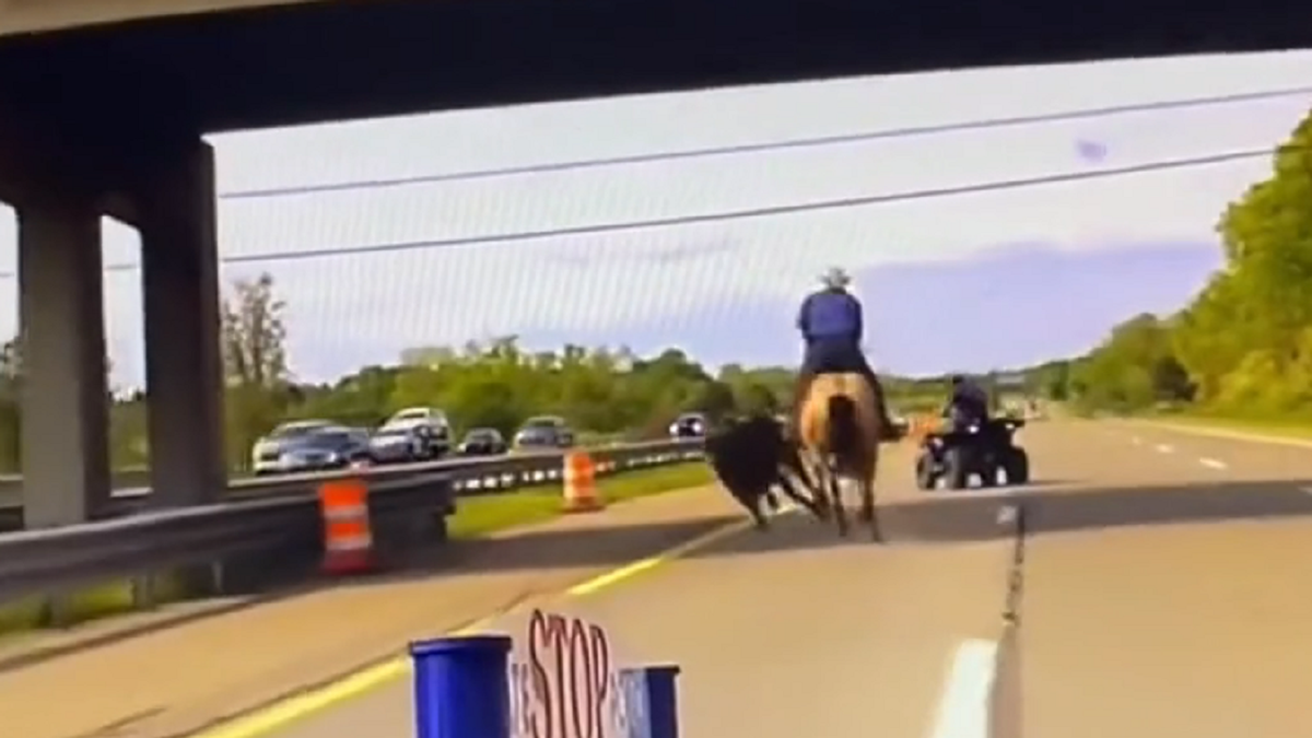 MSP video shows cowboy on horseback cashing steer on I-75