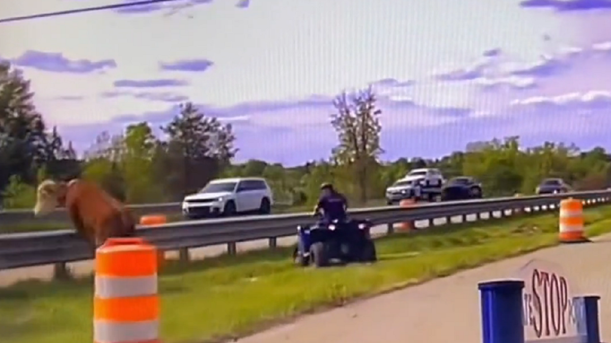 Cow jumps guardrail on Michigan highway