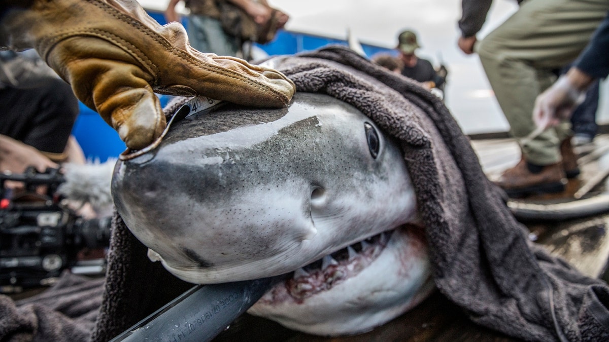 Photo of shark being tracked by OCEARCH