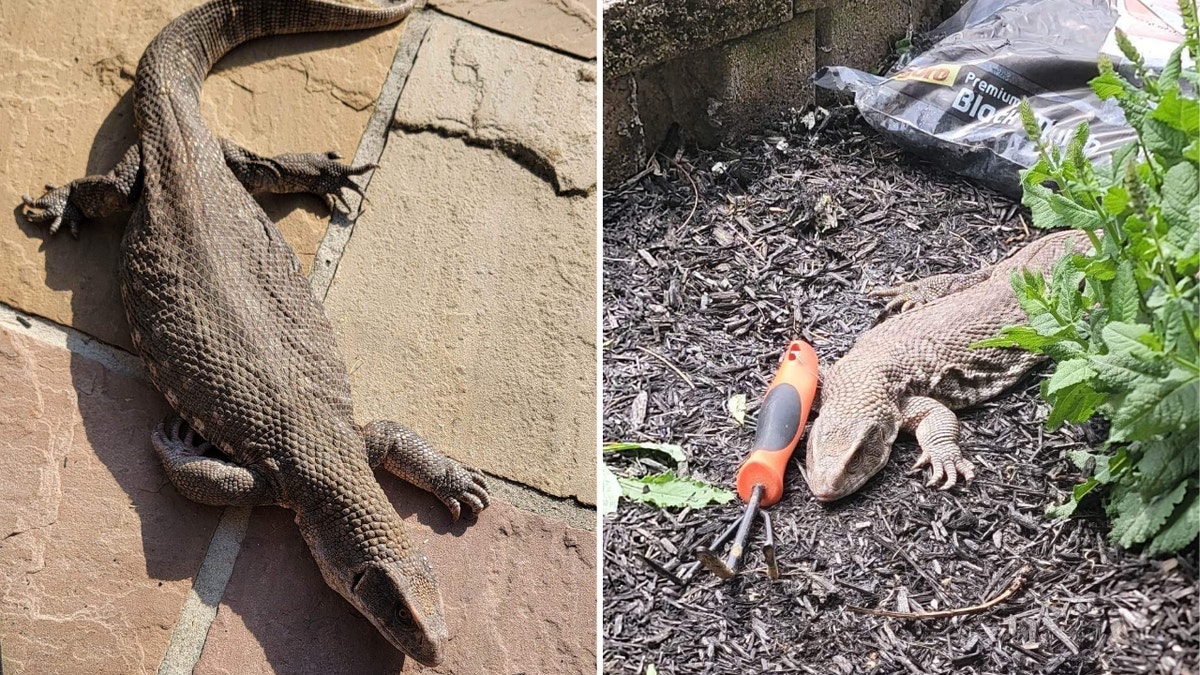Side-by-side photos of Oscar the Savannah monitor as he lays down on stone tiles and a bed of soil.