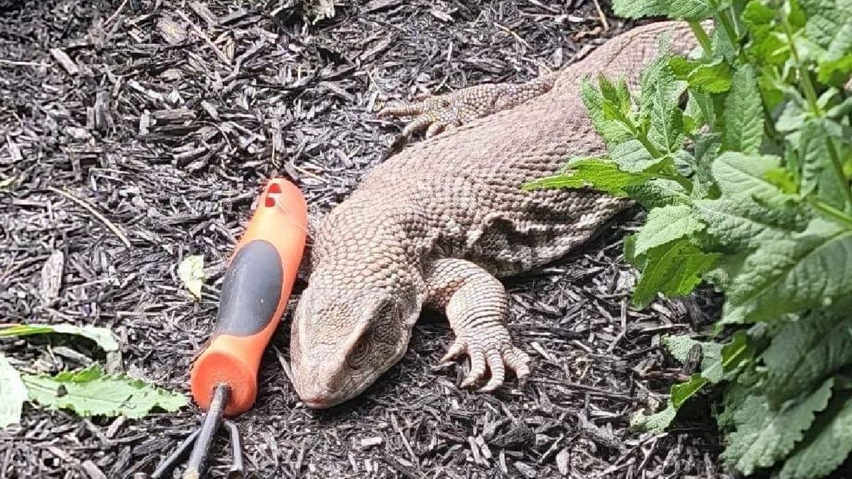 Oscar, the Savannah monitor, lounges on a bed of soil with little greenery.