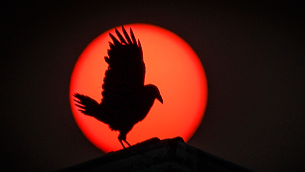 Raven silhouette