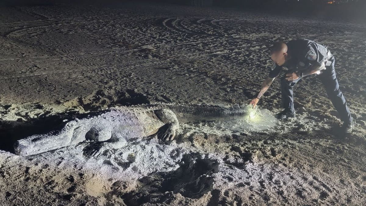 Treasure Island Police Department officer examines alligator sand sculpture.
