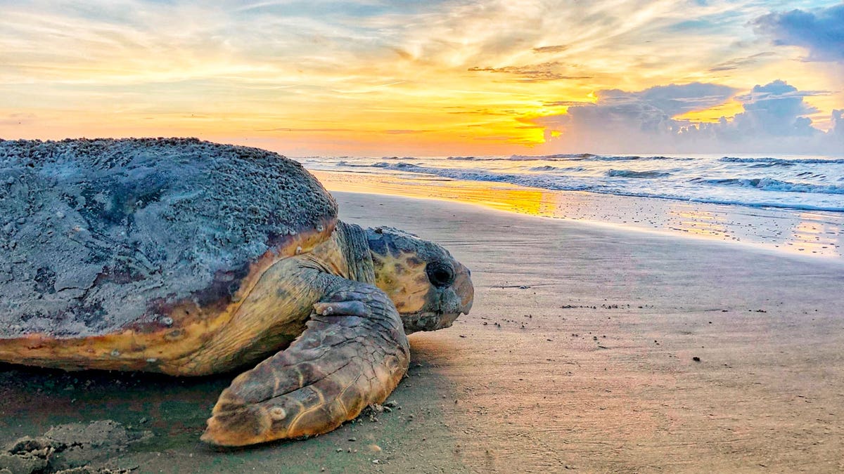 Sea Turtles Dredging Threat