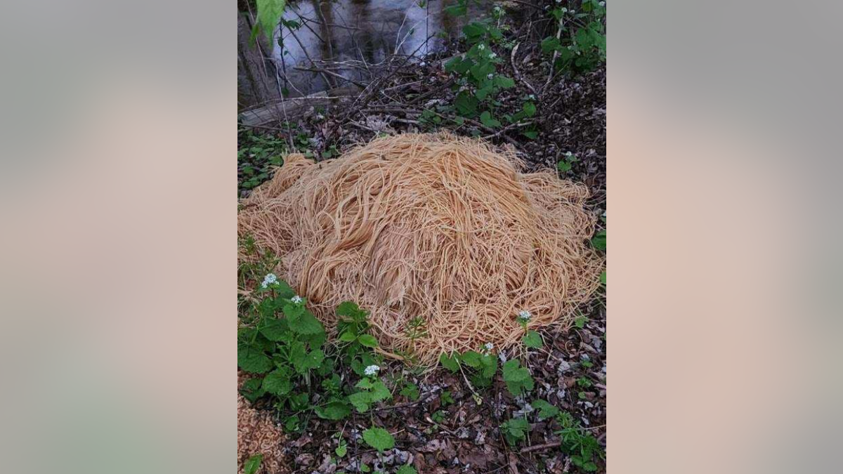 Giant heap of cooked spaghetti
