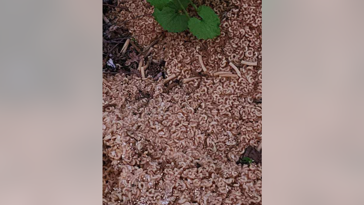 Cooked macaroni noodles dumped in woods