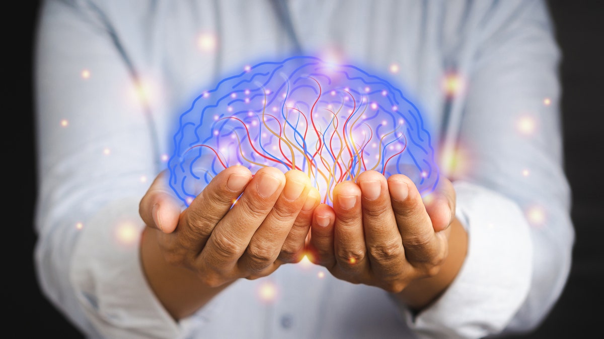 brain image shown on hands in stock photo