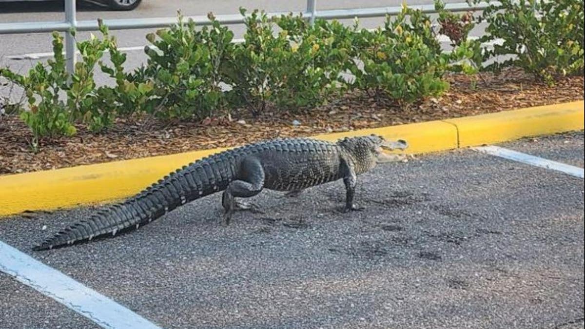 Alligator walking through parking lot