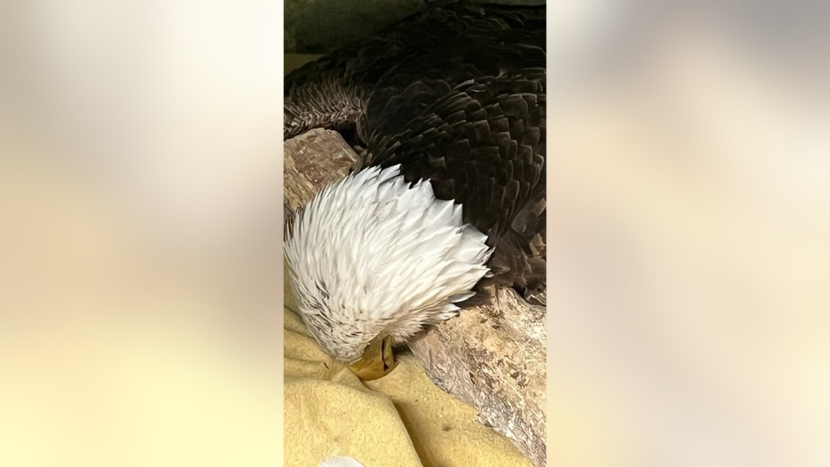 Bald eagle in Wisconsin before dying