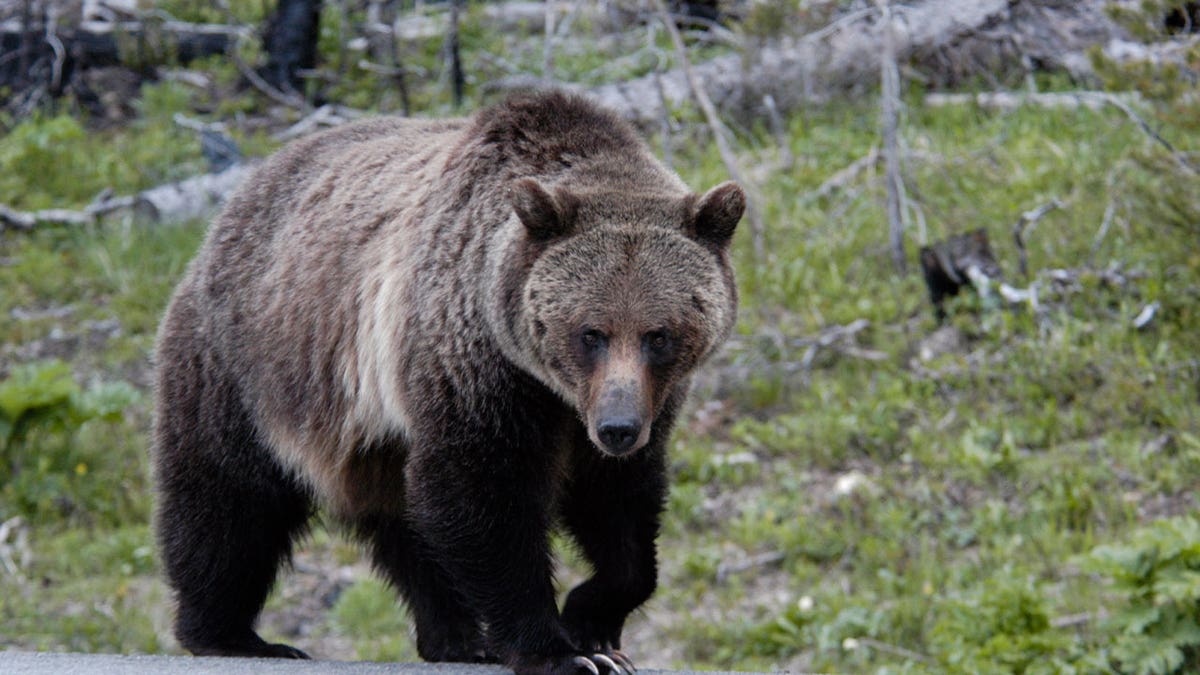 Grizzly bear at Yellowstone