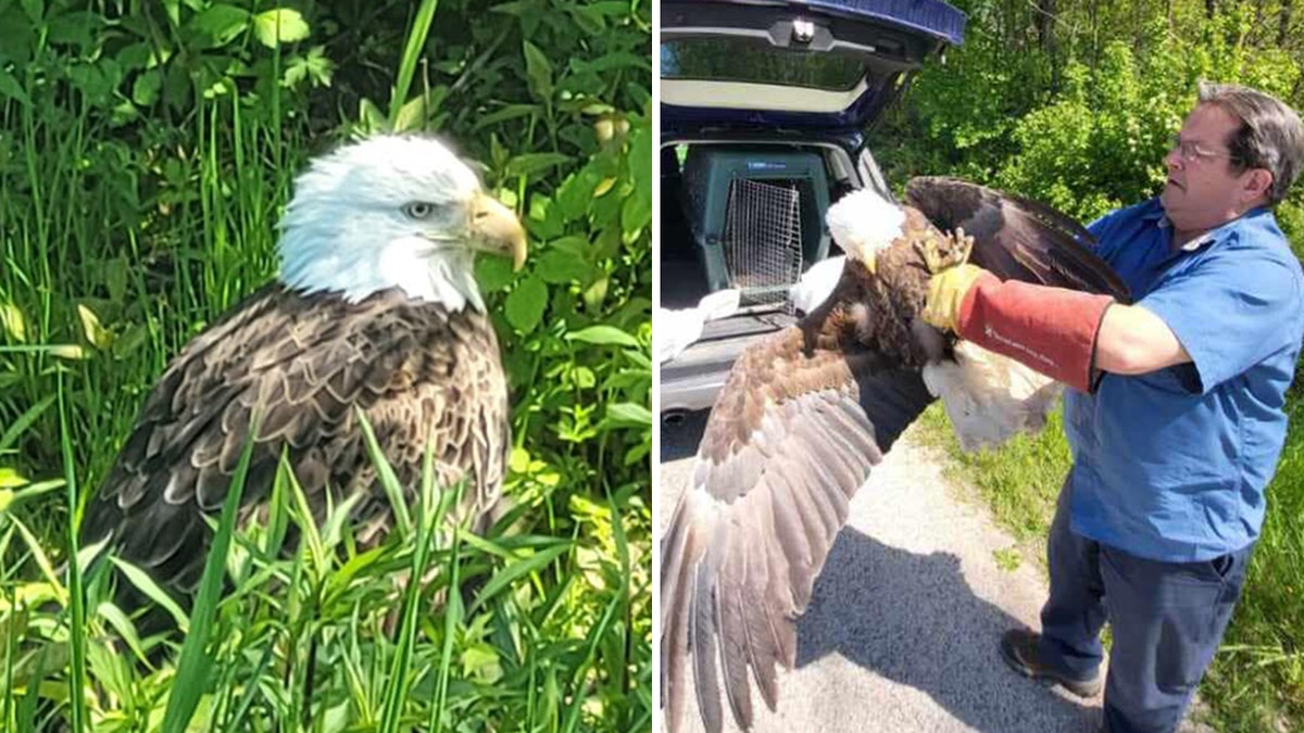 bald eagle dies split