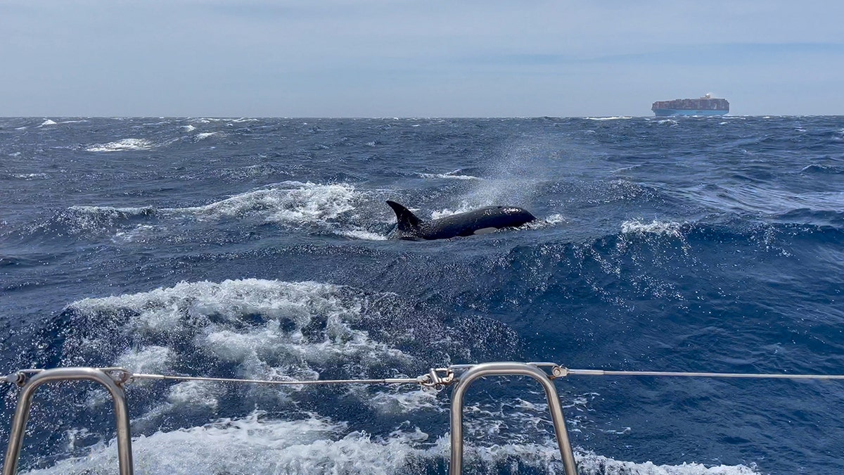 killer orcas off the coast of Morocco