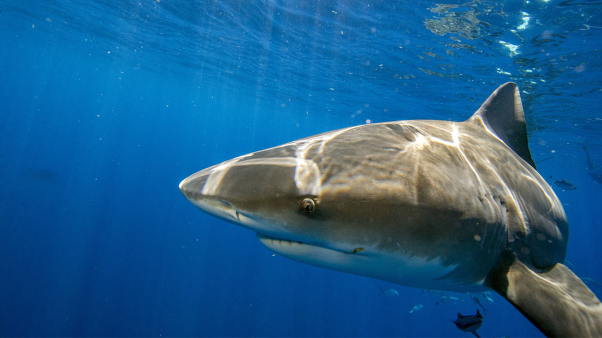 A bull shark in the ocean