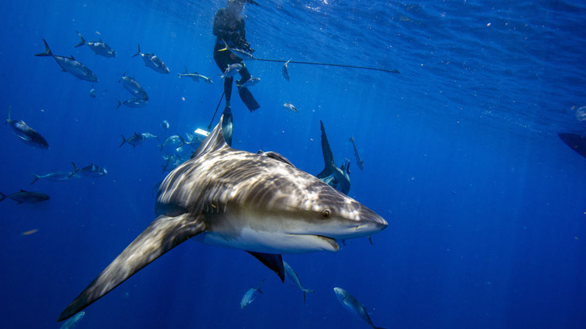 A bull shark swims with a school of fish