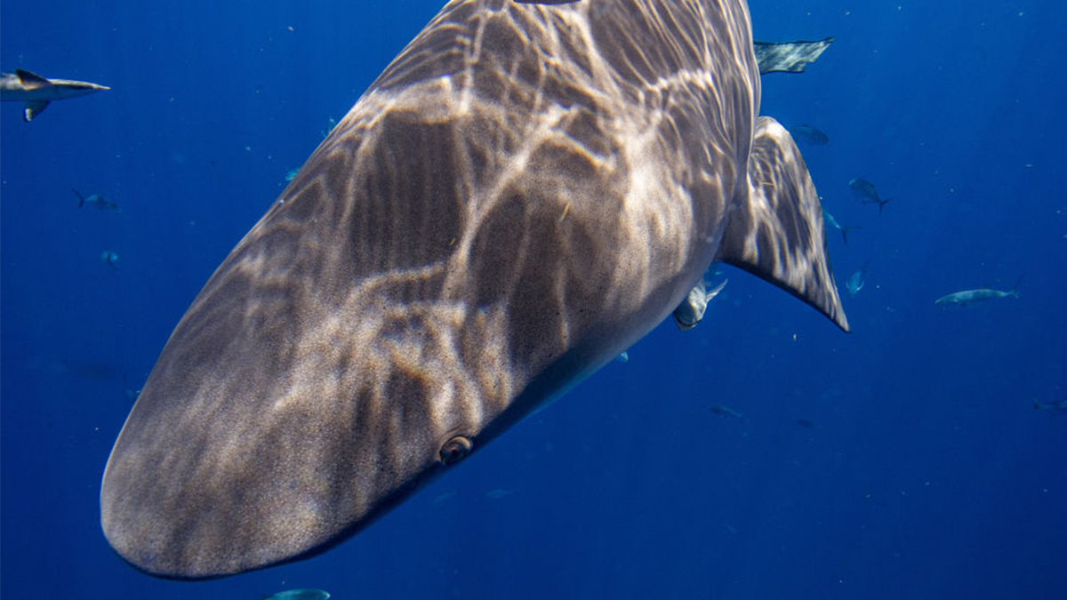 Bull shark swims in ocean