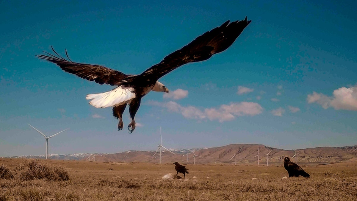 A bald eagle lands on a trip