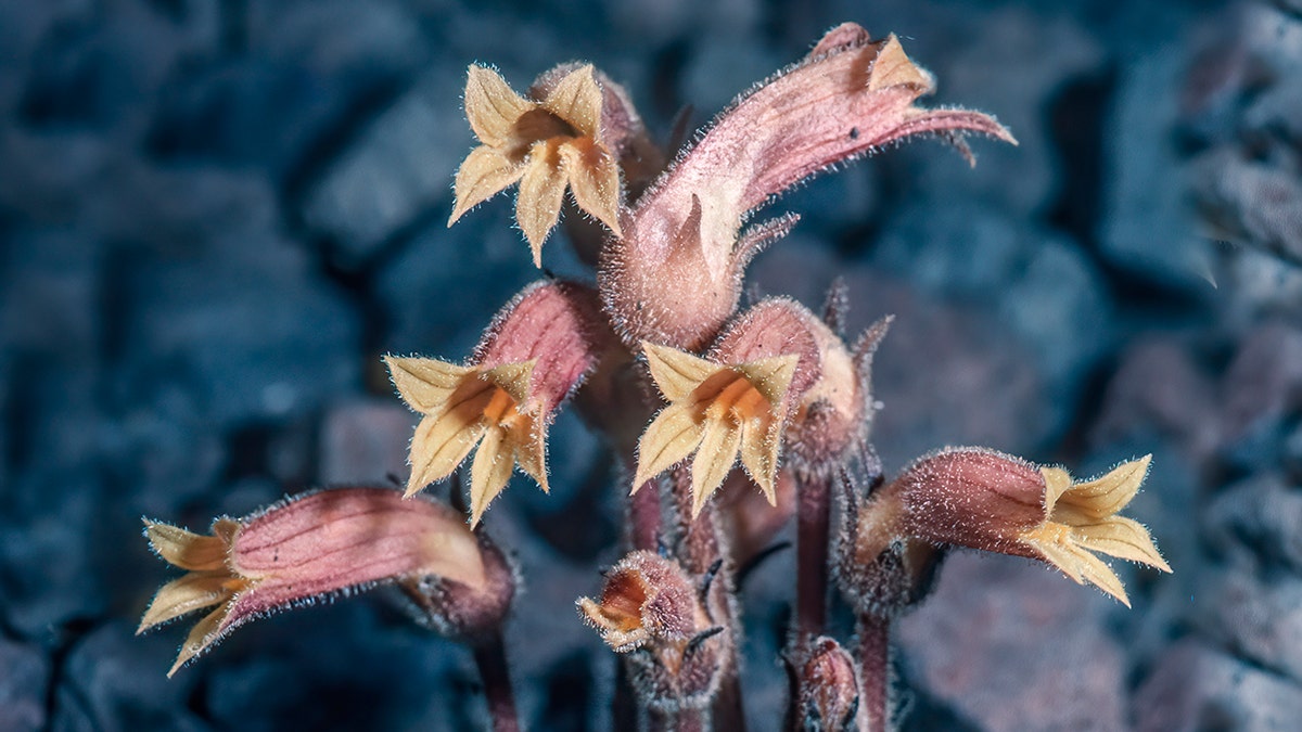 clustered broomrape parasitic plant