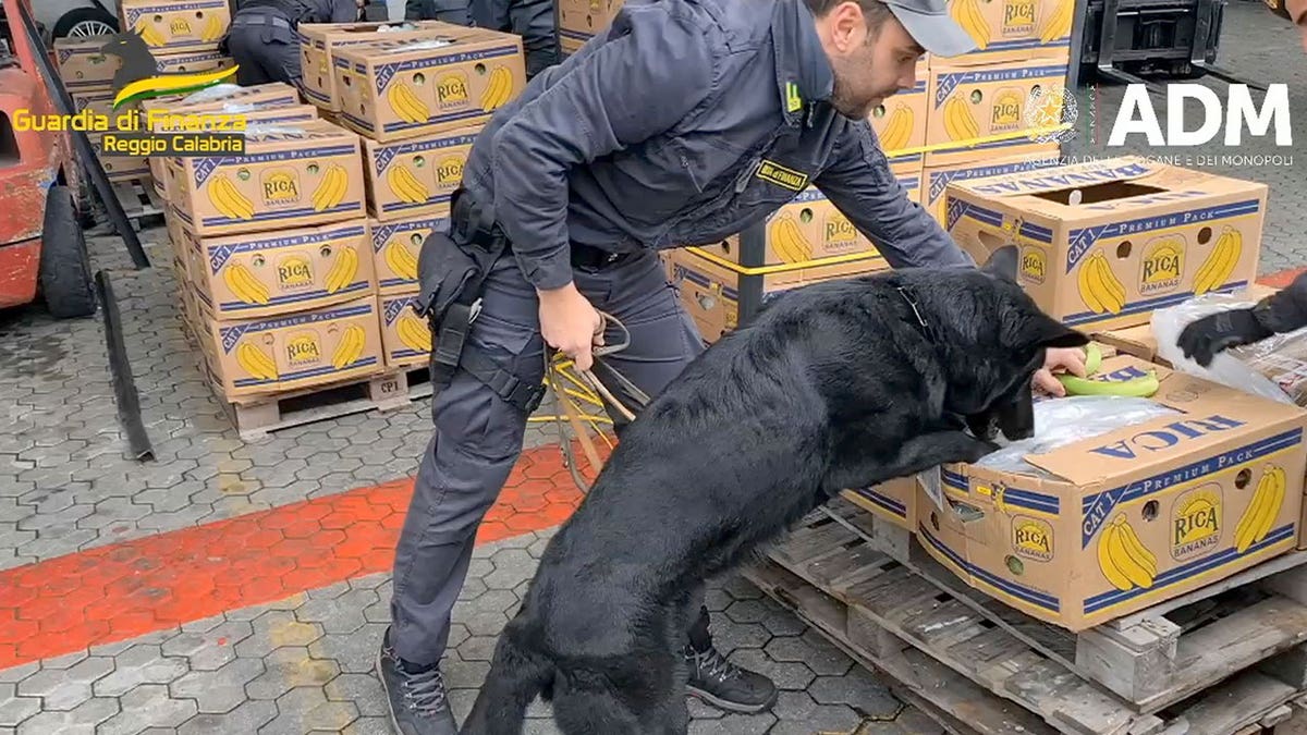 Anjing penghirup kokain Italia menemukan 3 ton obat-obatan yang disembunyikan dalam pengiriman pisang