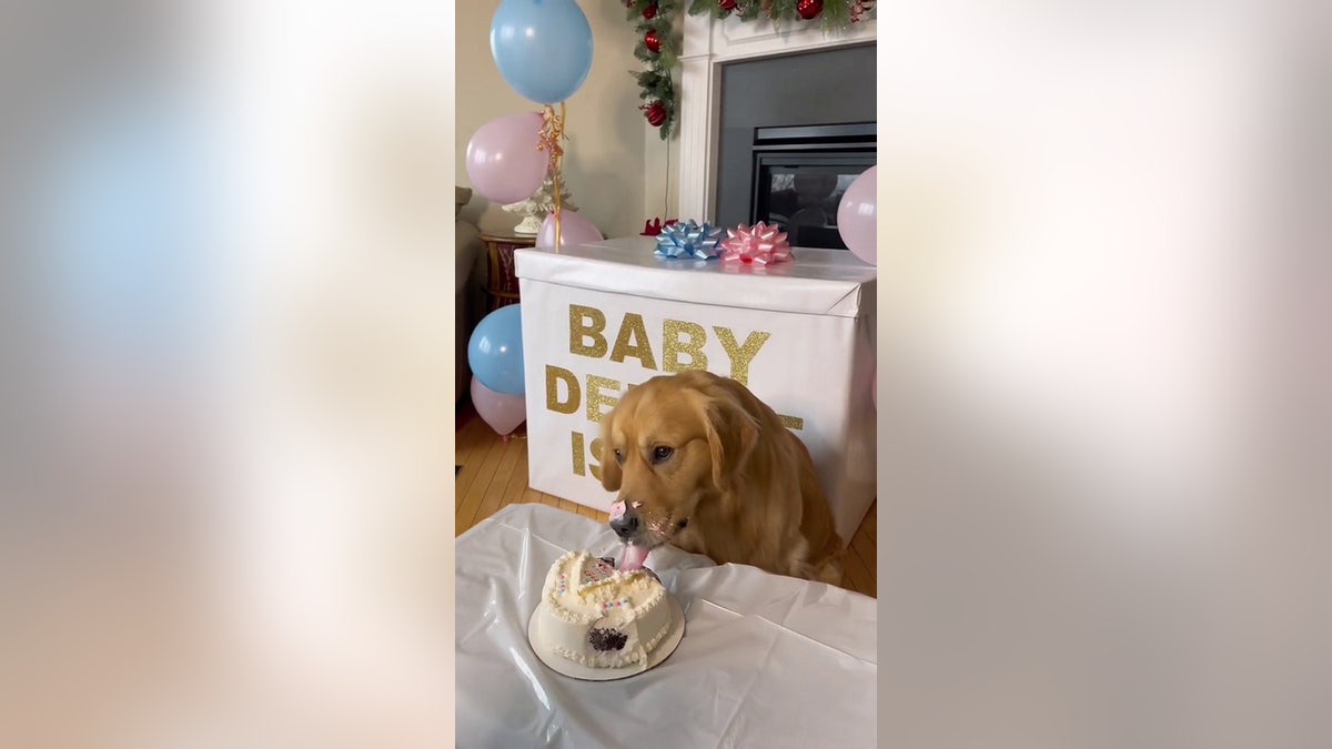 Beau the dog gender reveal