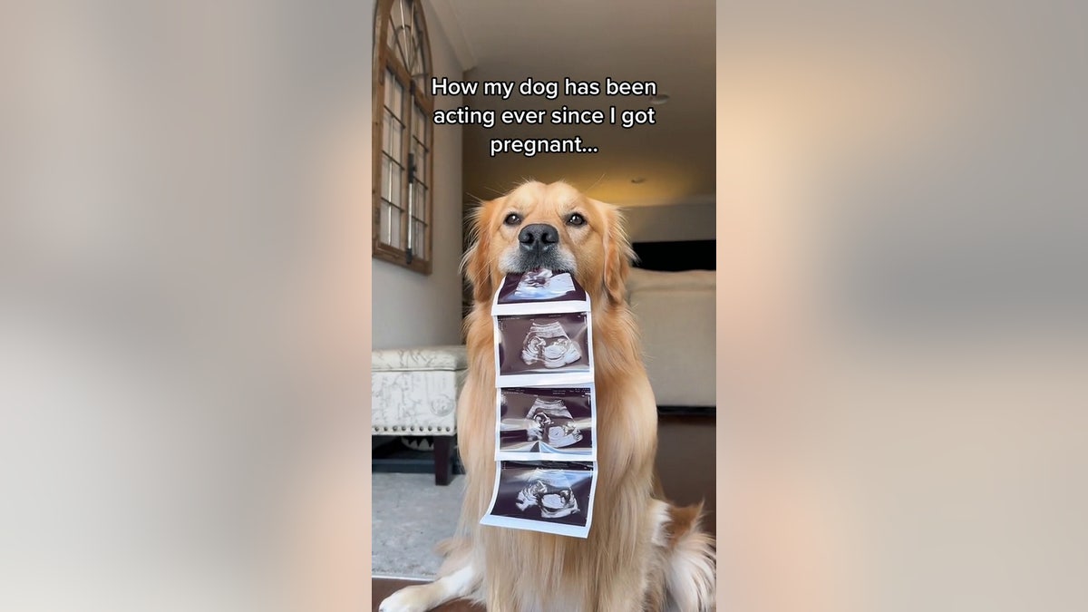 Beau the dog gender reveal