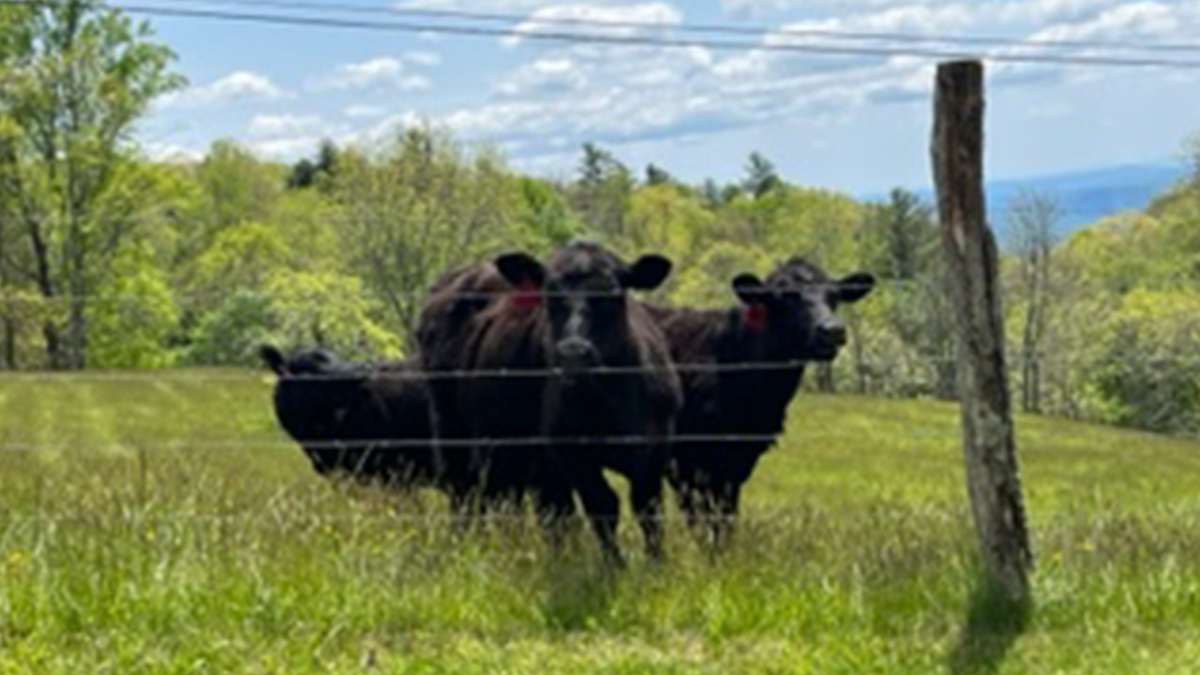 cows