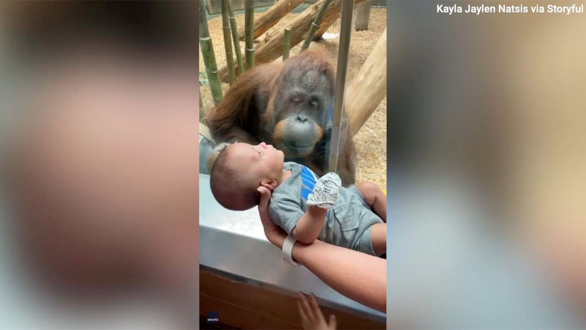 orangutan asks to see baby at zoo