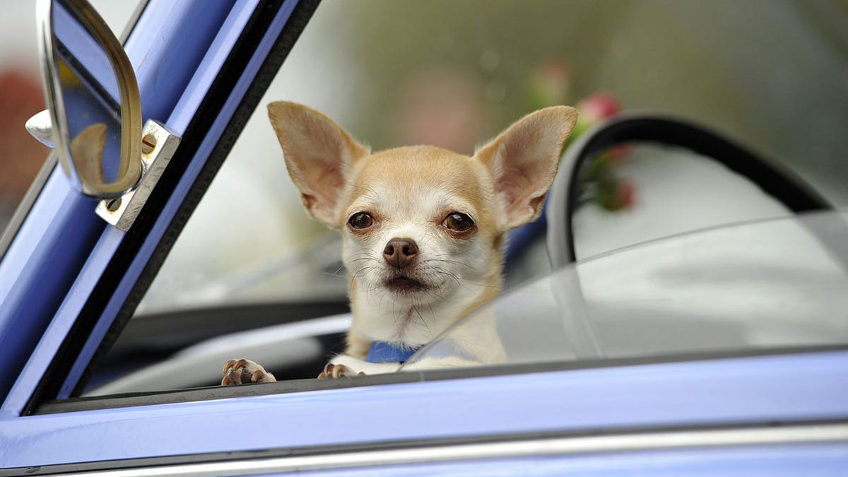 Dog sits behind drivers seat in car