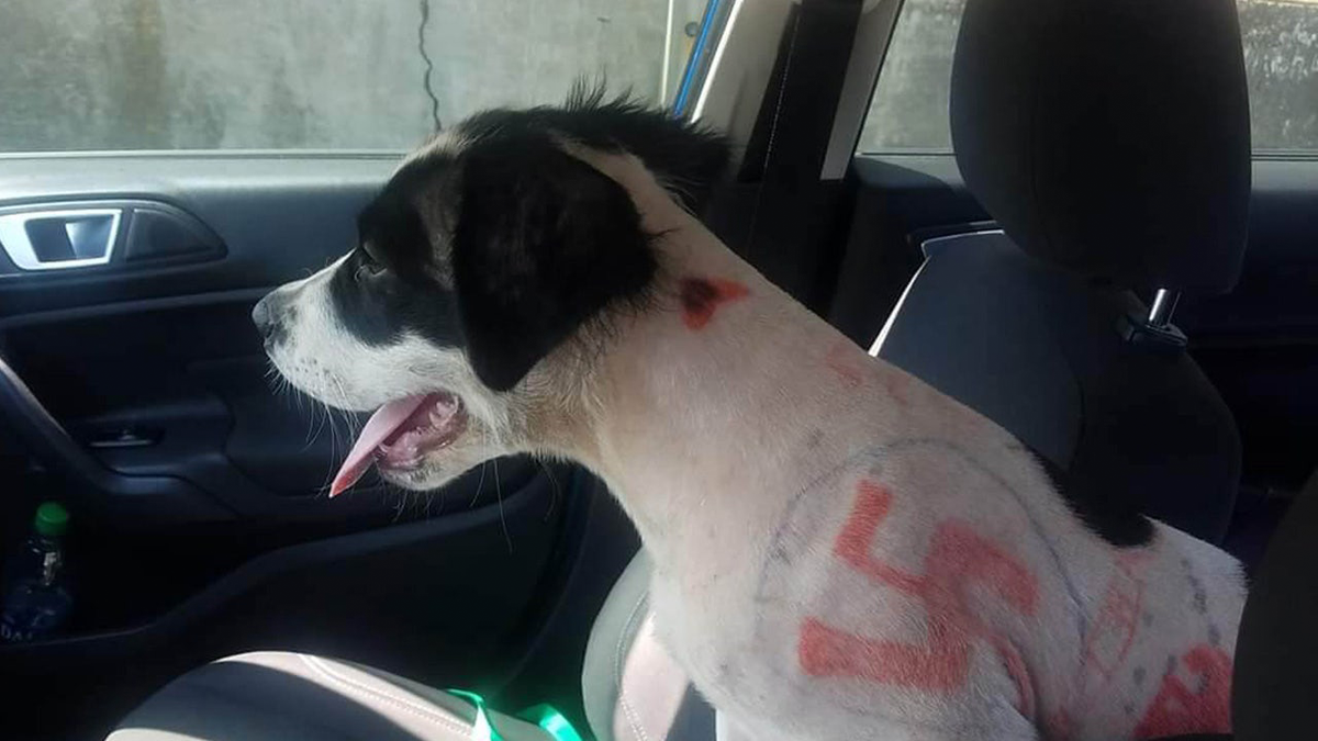 Dog with swastika tattoo