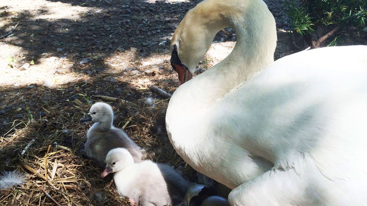 Faye the Swan