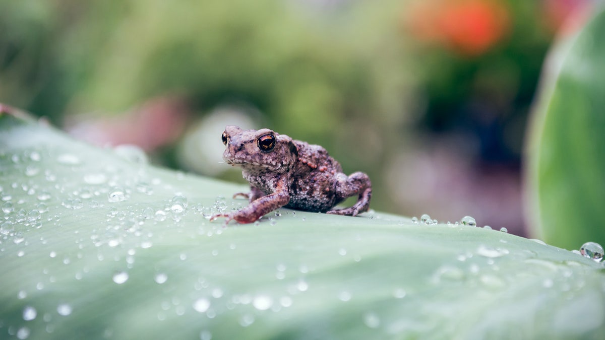 frog and raindrops