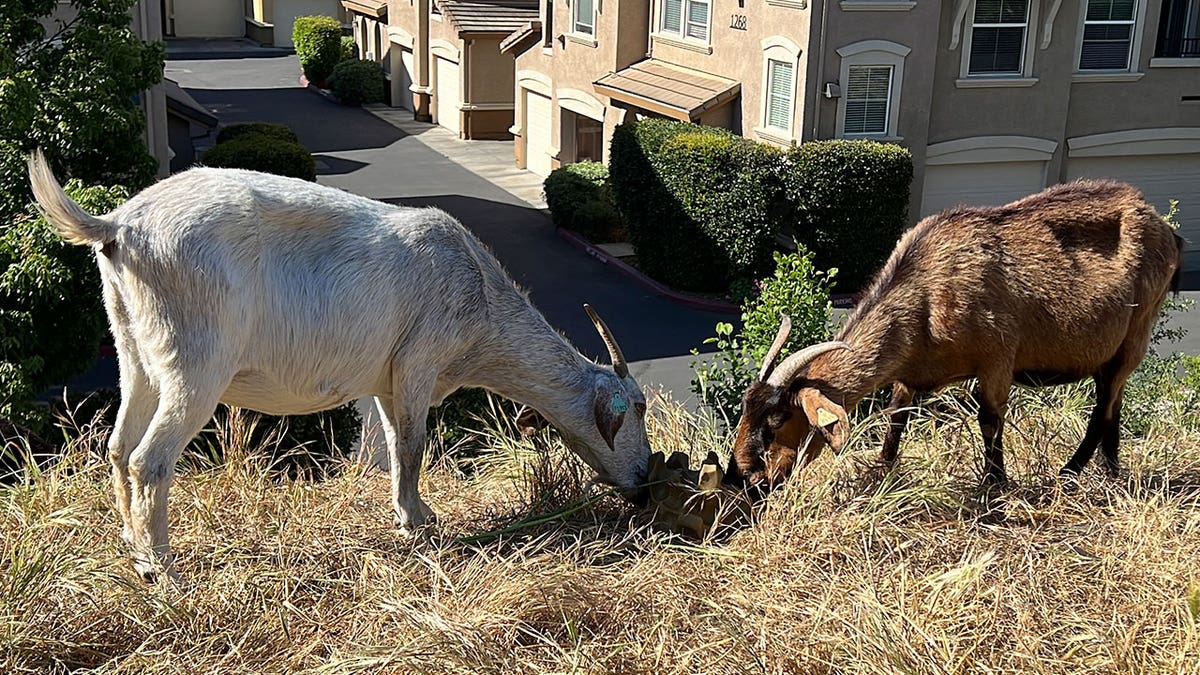 goats grazing in CA